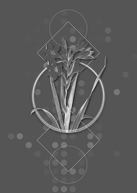 Vintage Gladiolus Saccatus