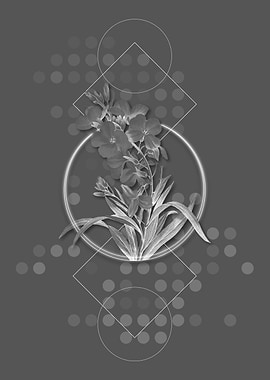 Moody Cheiranthus Flower