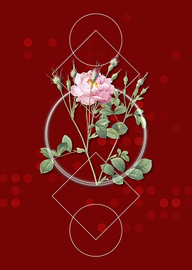 Geometric Sweetbriar Rose