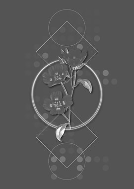 Gray Pink Oenothera Flower