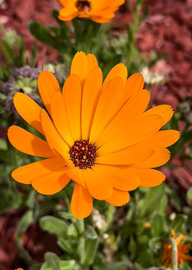 Orange spring bloom
