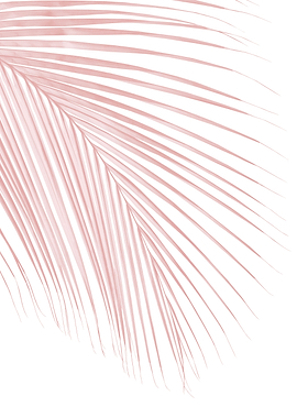 Blush Pink Palm Leaf 1