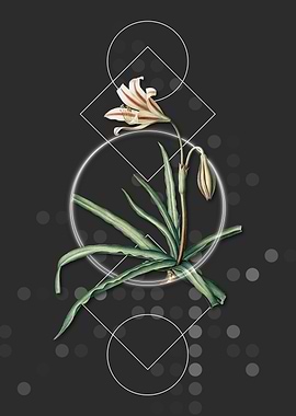 Geometric Amaryllis Flower
