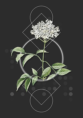 Geometric Elderflower Tree