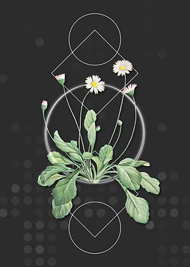 Geometric Daisy Flowers
