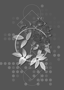 Geometric Lady Banks Rose