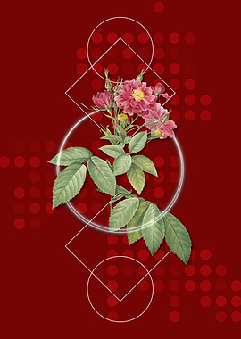 Geometric Boursault Rose