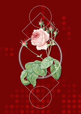 Geometric Cabbage Rose