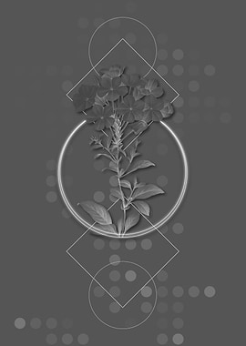 Vintage Plumbago Caerulea