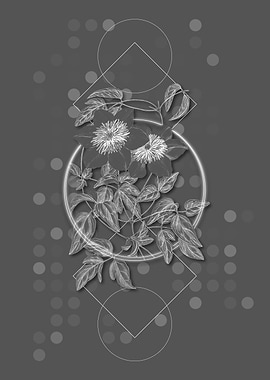 Moody Siebalds Clematis