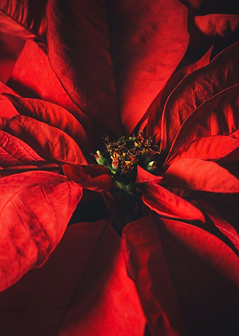 Red Poinsettia Flower