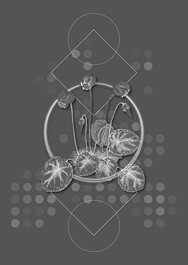 Gray Shore Cyclamen Flower