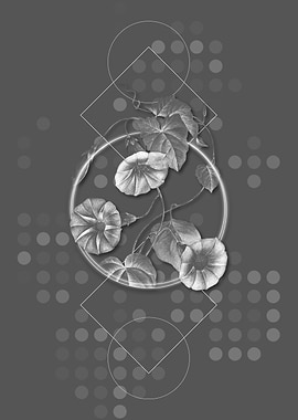 Geometric Morning Glory