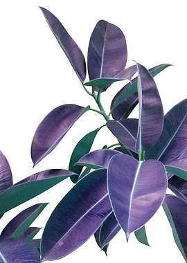 Ficus Violet Green Glam 1