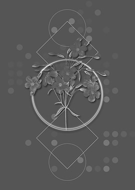 Grey Geometric Phlox