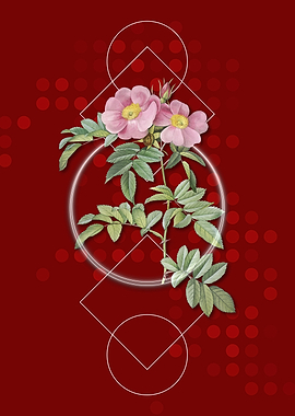 Pink Geometric Rosa Lucida