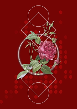 Blood Red Bengal Rose