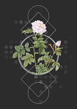 Vintage Pink Rosebush