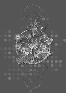 Geometric Chinese Primrose