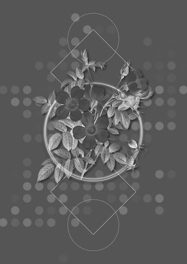 White Candolle Rose Flower