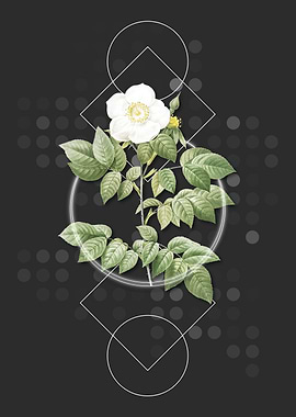 Vintage Leschenaults Rose