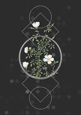 White Geometric Hedge Rose