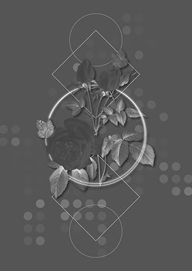 Vintage White Bengal Rose