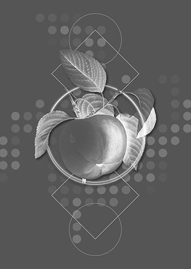 Grey Snow Calville Apple