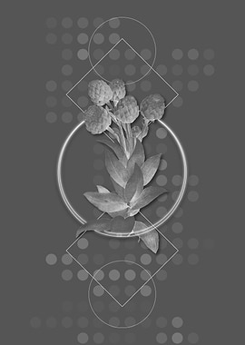 Gray Geometric Cudweeds