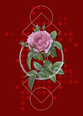 Vintage Pink French Rose