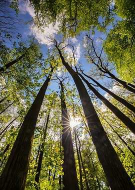 Spring forest, trees, sun