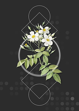 Vintage White Musk Rose