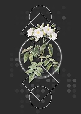 Vintage Musk Rose Flower