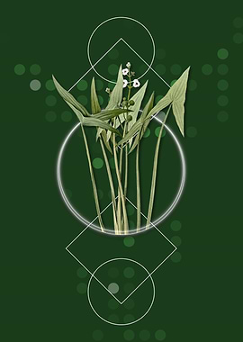 Geometric Arrowhead Plant