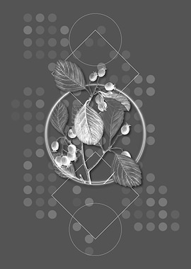 Plum Leaved Thorn Flower