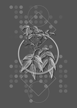 Turraea Pinnata Flower