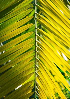 Palm Leaf