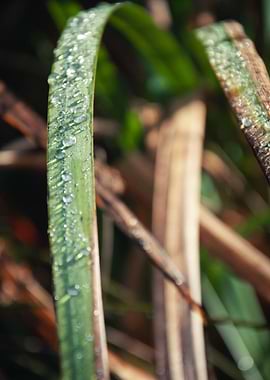 Dewy Leaf