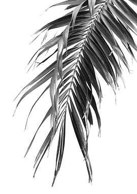 Palm Leaf Jungle Cali 1