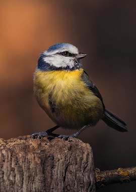 Blue Tit 2