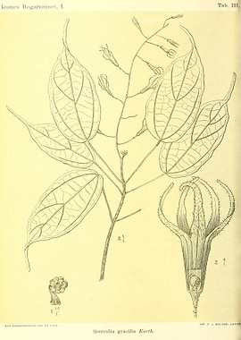 Sterculia gracilis Korth