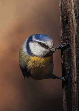 Blue Tit