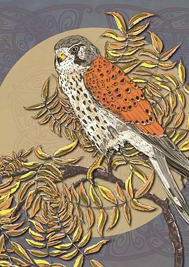 Celtic Kestrel