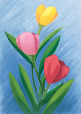 Tulip Flowers