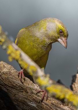 Greenfinch