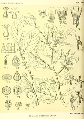 Roucheria Griffithiana