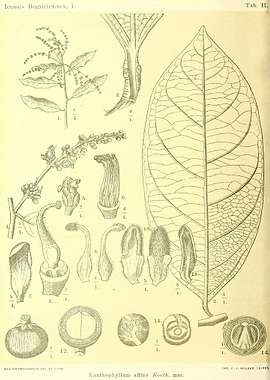 Xanthophyllum affine Korth
