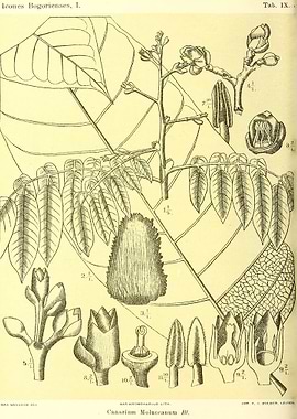 Canarium Moluccanum BL