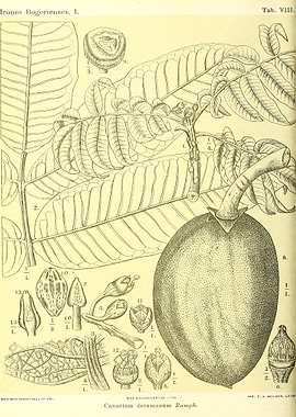 Canarium decumanum Rumph