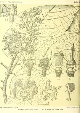 Berrya quinquelocularis